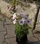 Hohe Garten-Flammenblume - Phlox paniculata 'Europa'