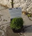 Pfriemen-Mastkraut - Sagina subulata