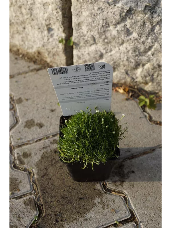 Pfriemen-Mastkraut - Sagina subulata