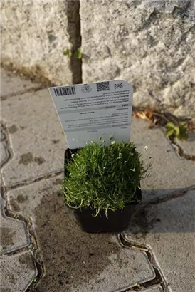 Pfriemen-Mastkraut - Sagina subulata