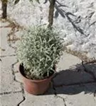 Silbrigblättriges Heiligenkraut - Santolina chamaecyparissus Silbrigblättriges Heiligenkraut - Santolina chamaecyparissus