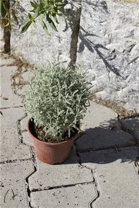 Silbrigblättriges Heiligenkraut - Santolina chamaecyparissus Silbrigblättriges Heiligenkraut - Santolina chamaecyparissus