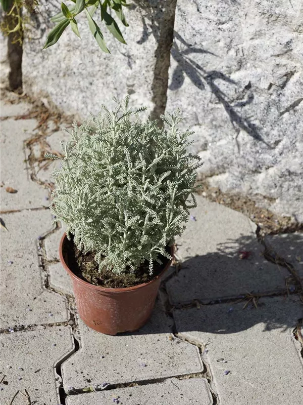 Silbrigblättriges Heiligenkraut - Santolina chamaecyparissus Silbrigblättriges Heiligenkraut - Santolina chamaecyparissus