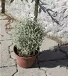 Silbrigblättriges Heiligenkraut - Santolina chamaecyparissus