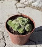 Spinnwebige Garten-Steinrose - Sempervivum arachn.'Silberkarneol'