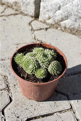 Spinnwebige Garten-Steinrose - Sempervivum arachn.'Silberkarneol'