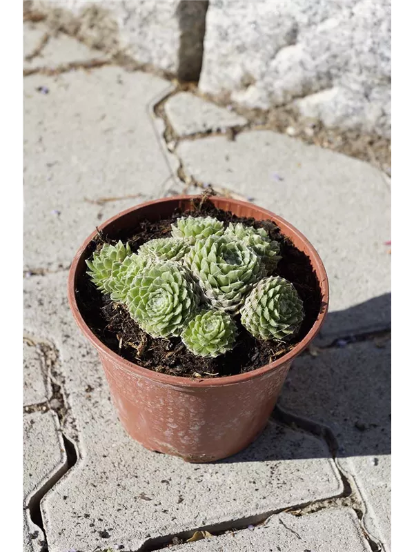 Spinnwebige Garten-Steinrose - Sempervivum arachn.'Silberkarneol'