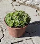 Garten-Steinrose - Sempervivum marmoreum 'Mondstein'