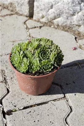 Garten-Steinrose - Sempervivum marmoreum 'Mondstein'