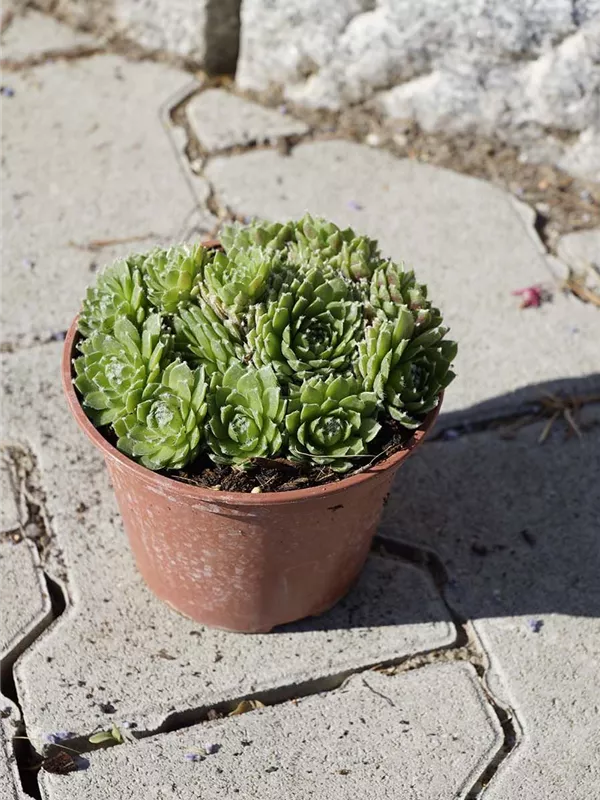 Garten-Steinrose - Sempervivum marmoreum 'Mondstein'