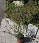 Eisenkraut - Verbena bonariensis