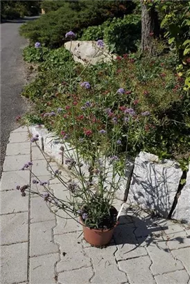 Eisenkraut - Verbena bonariensis