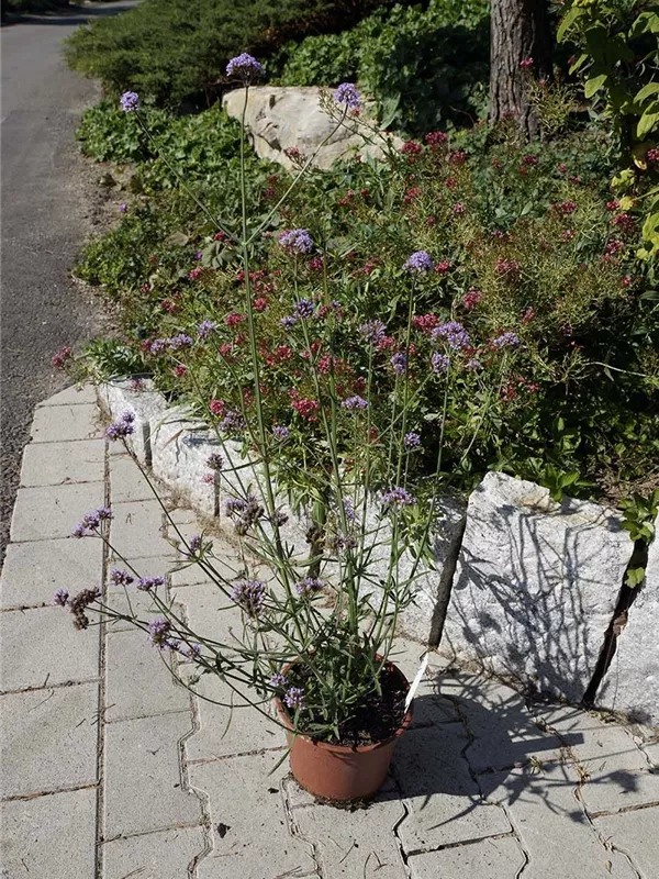 Eisenkraut - Verbena bonariensis