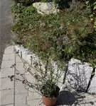 Eisenkraut - Verbena bonariensis