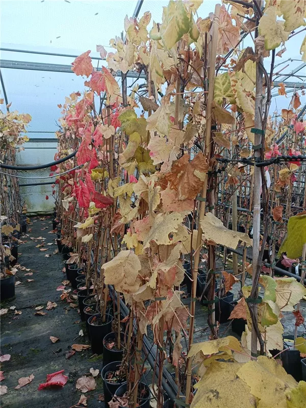 Tafeltraube 'Isabella' - Vitis 'Isabella'