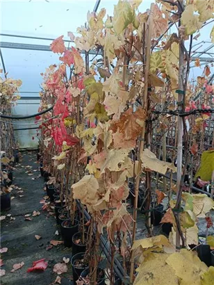 Tafeltraube 'Isabella' - Vitis 'Isabella'