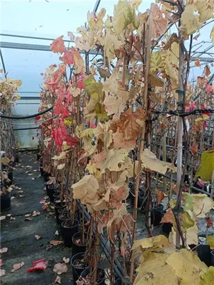 Tafeltraube 'Isabella' - Vitis 'Isabella'