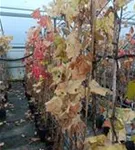 Tafeltraube 'Isabella' - Vitis 'Isabella'