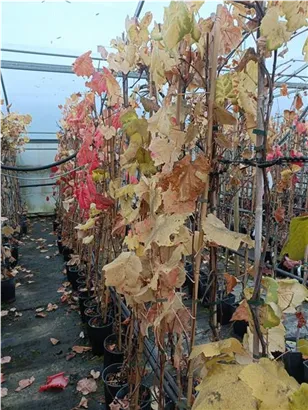 Tafeltraube 'Isabella' - Vitis 'Isabella'