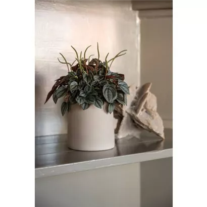 Ceramic - Sofia Ceramic - Sofia