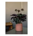 Ceramic - Sofia Ceramic - Sofia