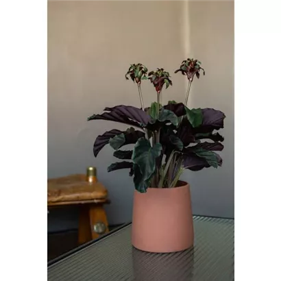 Ceramic - Sofia Ceramic - Sofia