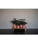 Ceramic - Sofia Ceramic - Sofia