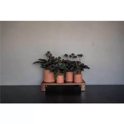 Ceramic - Sofia Ceramic - Sofia