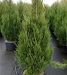 Zypressen-Wacholder 'Spartan' - Juniperus chin.'Spartan'