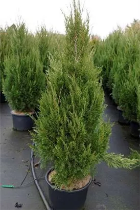 Zypressen-Wacholder 'Spartan' - Juniperus chin.'Spartan'