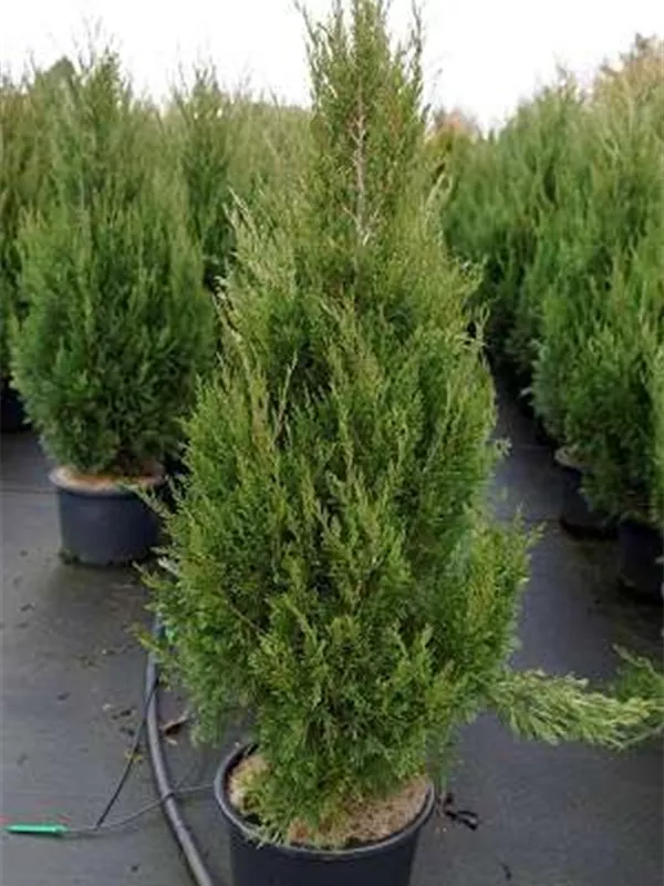 Zypressen-Wacholder 'Spartan' - Juniperus chin.'Spartan'