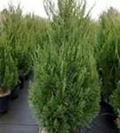 Zypressen-Wacholder 'Spartan' - Juniperus chin.'Spartan'