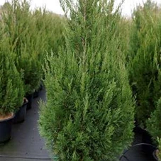 Juniperus chin.'Spartan', C 20 125- 150