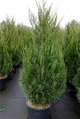 Zypressen-Wacholder 'Spartan' - Juniperus chin.'Spartan'