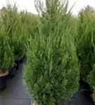 Zypressen-Wacholder 'Spartan' - Juniperus chin.'Spartan'