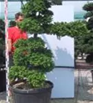 Hinoki-Scheinzypresse - Chamaecyparis obtusa
