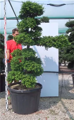 Hinoki-Scheinzypresse - Chamaecyparis obtusa