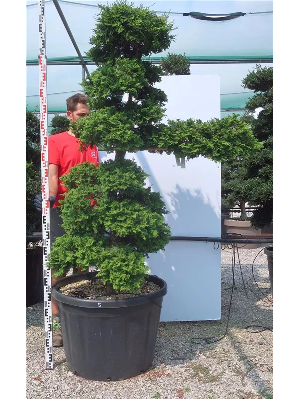 Hinoki-Scheinzypresse - Chamaecyparis obtusa