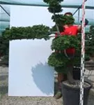 Hinoki-Scheinzypresse - Chamaecyparis obtusa