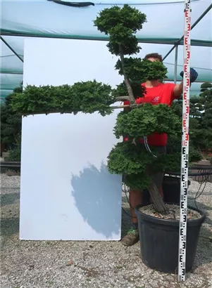 Hinoki-Scheinzypresse - Chamaecyparis obtusa