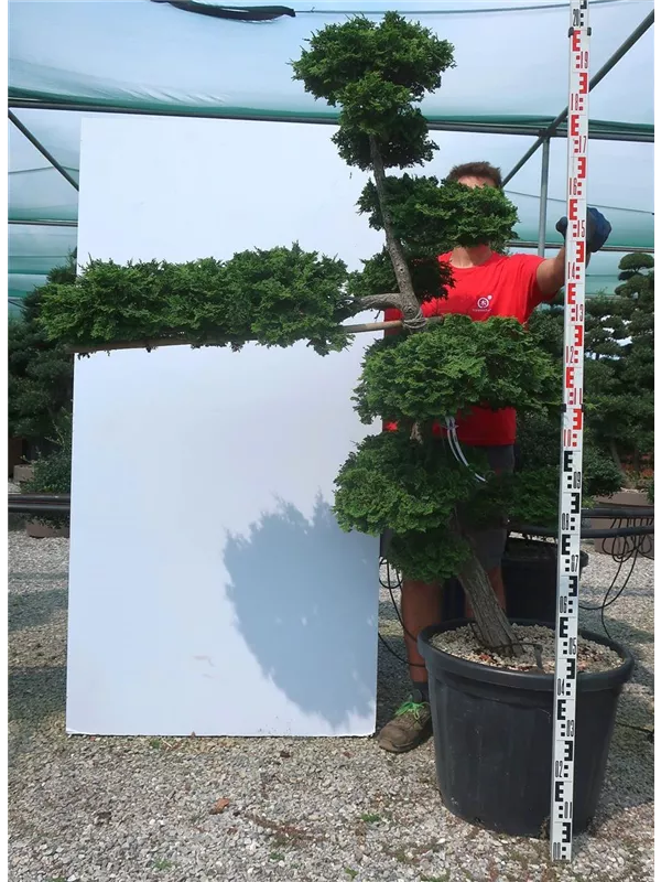 Hinoki-Scheinzypresse - Chamaecyparis obtusa