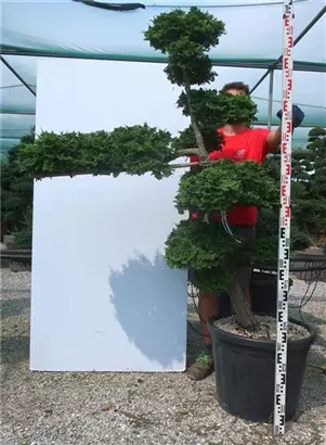 Hinoki-Scheinzypresse - Chamaecyparis obtusa