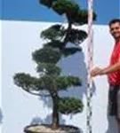 Hinoki-Scheinzypresse - Chamaecyparis obtusa