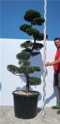 Hinoki-Scheinzypresse - Chamaecyparis obtusa