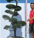 Hinoki-Scheinzypresse - Chamaecyparis obtusa