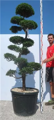 Hinoki-Scheinzypresse - Chamaecyparis obtusa