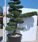 Hinoki-Scheinzypresse - Chamaecyparis obtusa