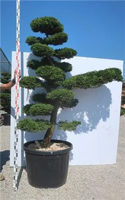 Hinoki-Scheinzypresse - Chamaecyparis obtusa