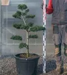 Japan-Stechpalme - Ilex crenata