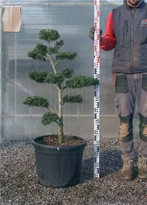 Japan-Stechpalme - Ilex crenata